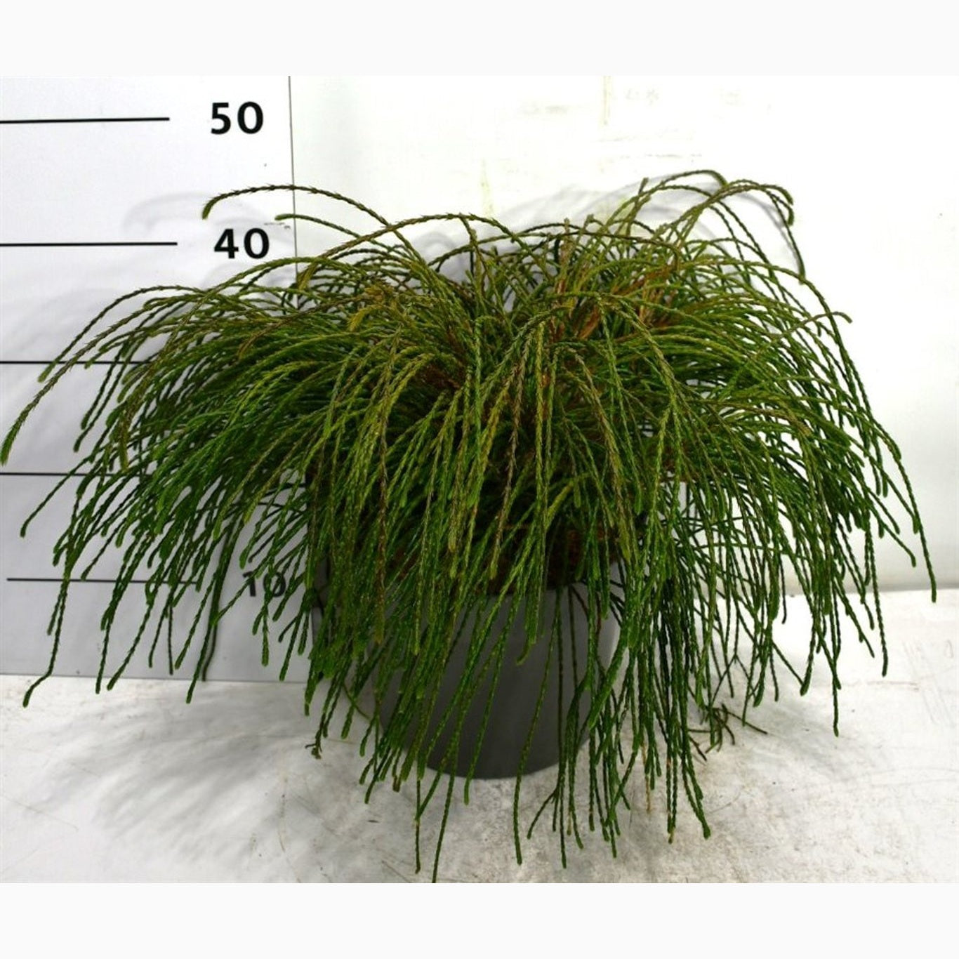 Thuja – Thuja plicata 'Whipcord' - C7.5 30-40 CM